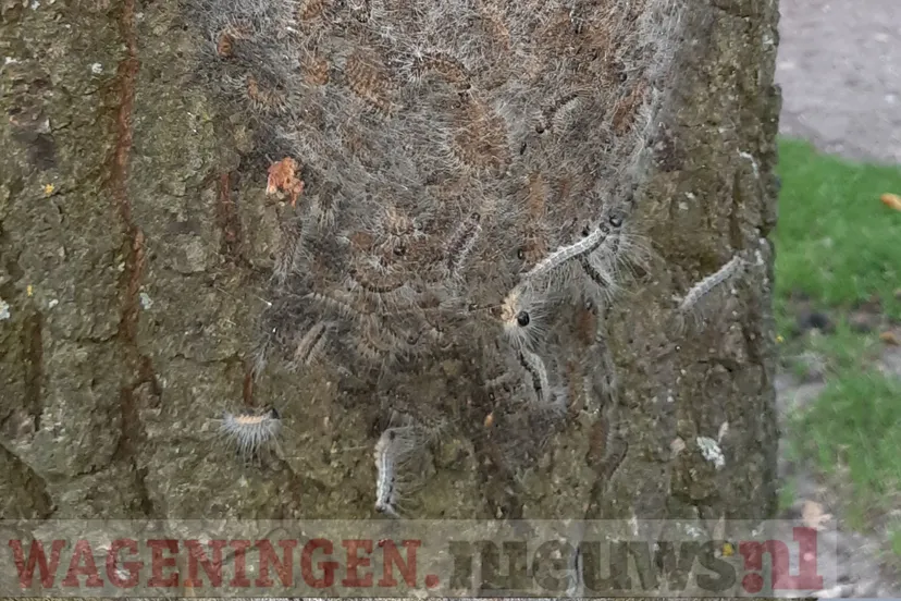 processierups wageningen 3