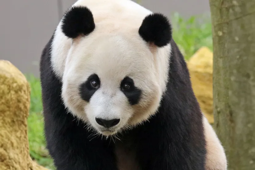 reuzenpanda xy ouwehands dierenpark 5