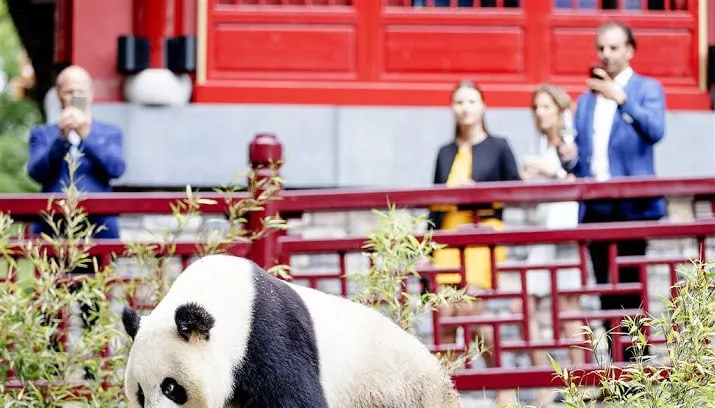 reuzenpandas eindelijk naar buiten