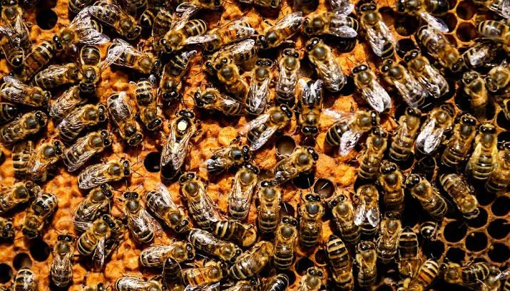 ruim 30 000 bijen geteld dit weekeinde 715x408