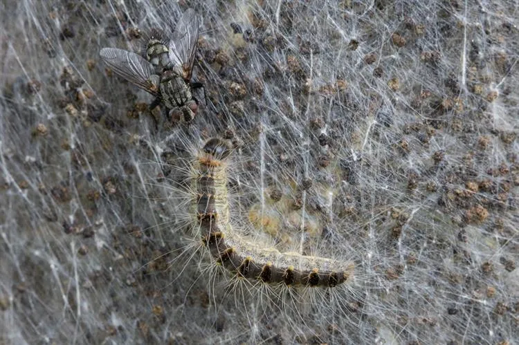 rups epr met sluipvlieg 562