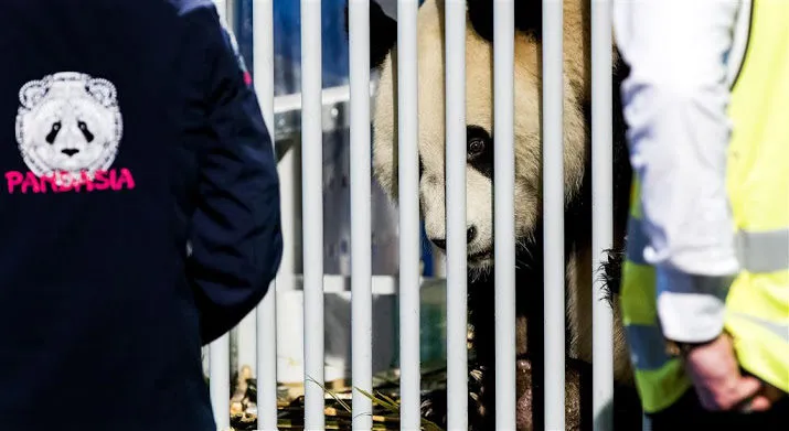 stormloop op pandatickets blijft nog uit 715x391