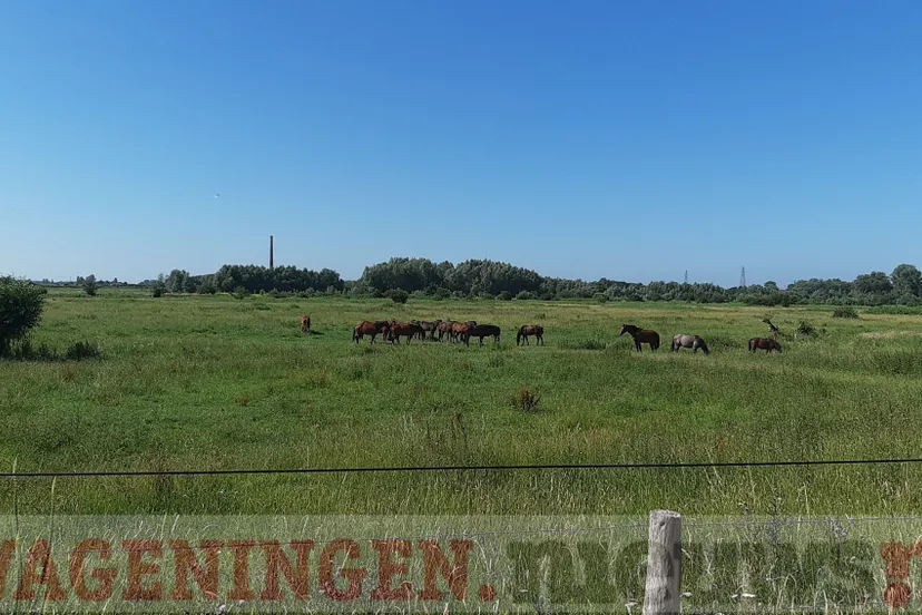 uiterwaarden 27 06 2019 1