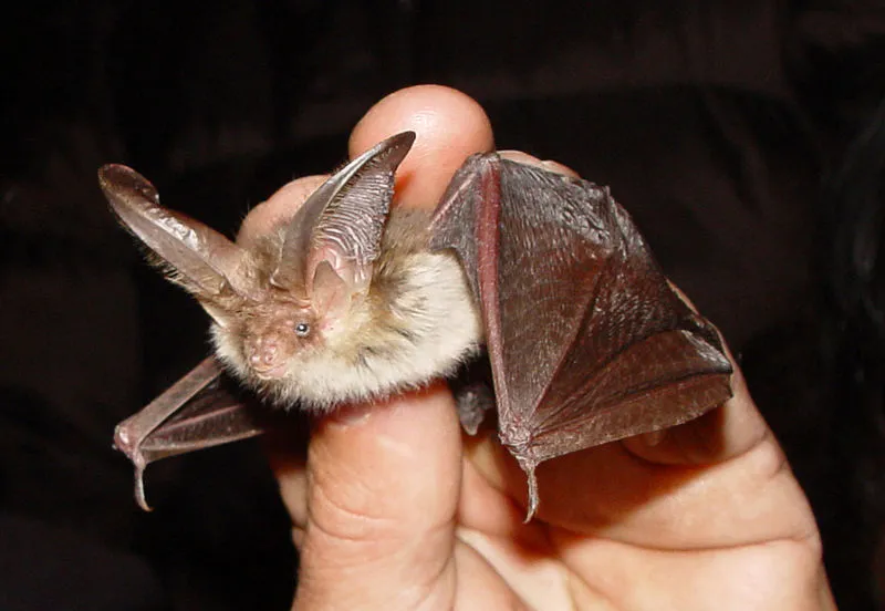 vleermuis plecotus auritus mnolf wikimedia cc by sa 30