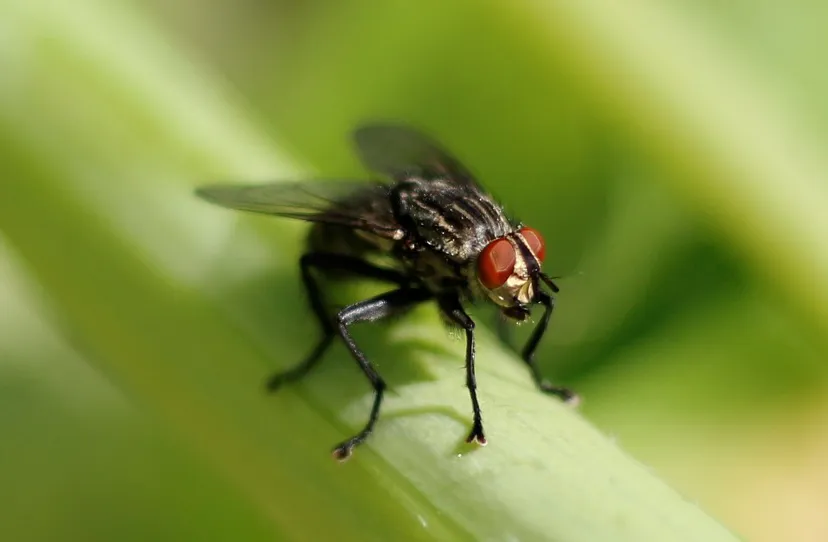 vlieg tabble pixabay