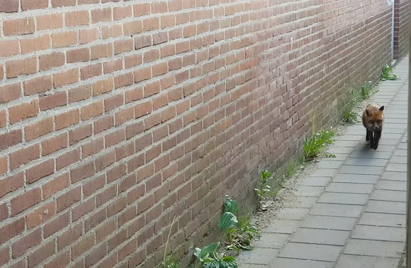 vos in de wijk