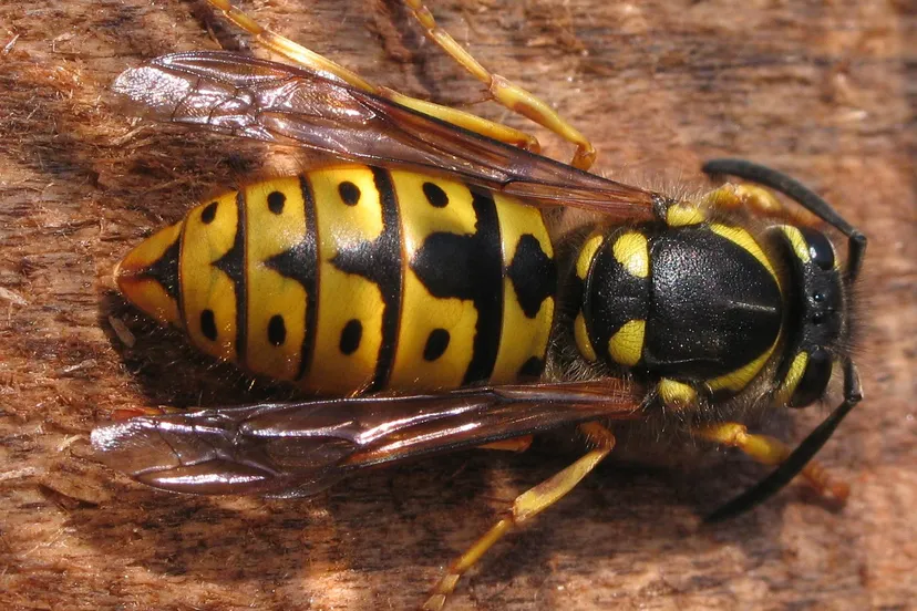 wesp soebe wikimedia