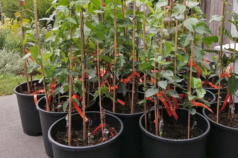 workshop bomen enten