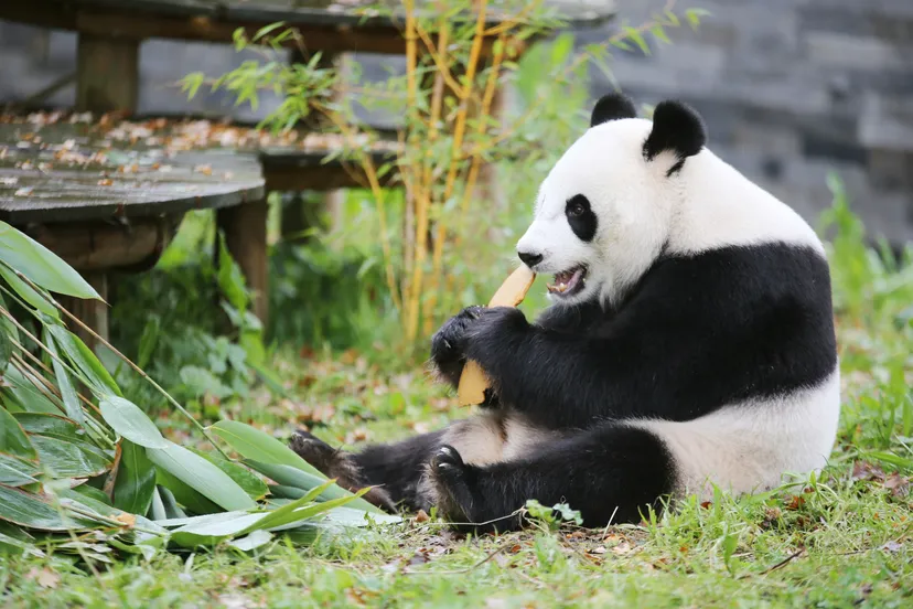 wu wen peuzelt haar traktatie op
