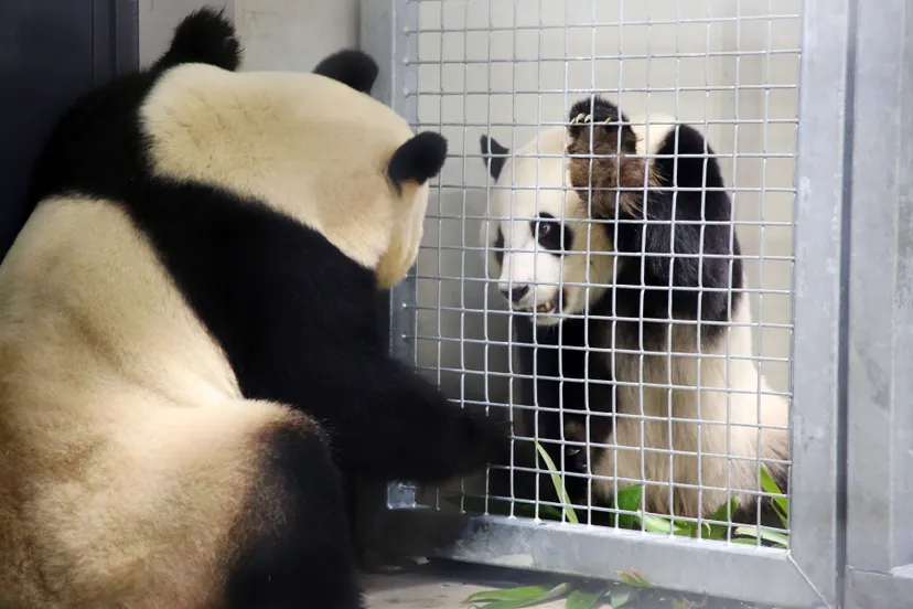 xing ya wu wen ouwehands dierenpark 28maart2018