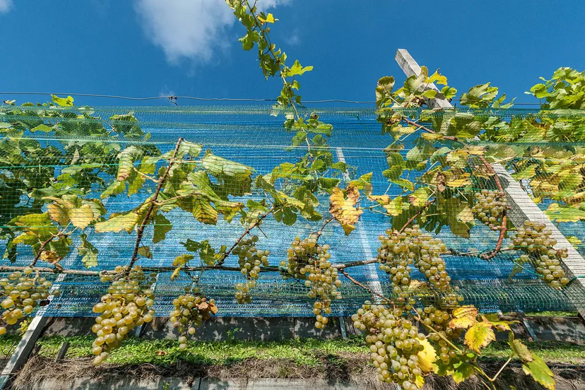 zuidveluwe wijn hellingen