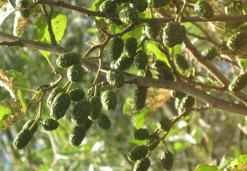 zwarte els bjschoenmakers flickr