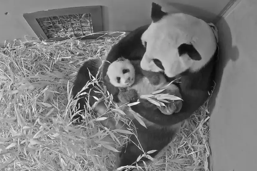 2024 pandajong bijna drie maanden oud 2