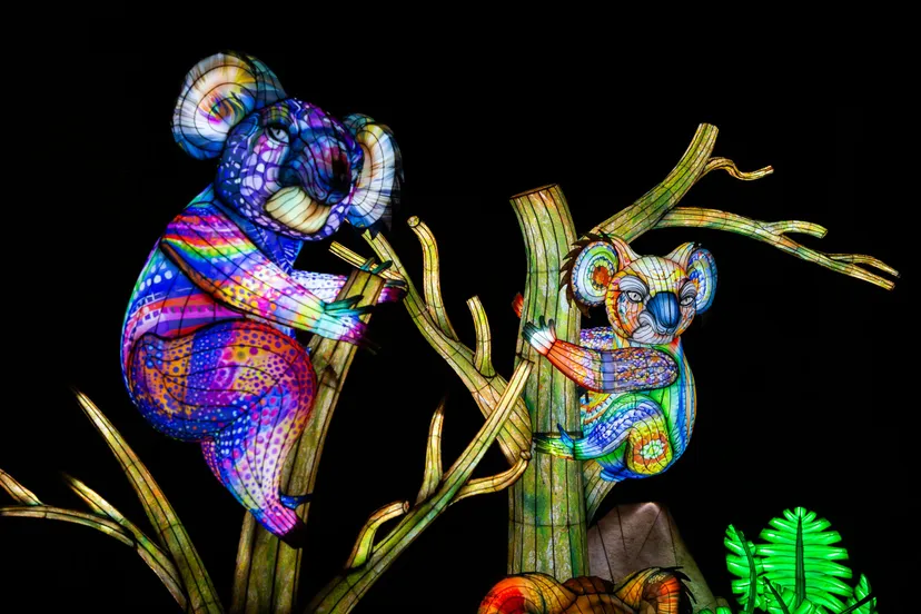 ln 2425 29 dotted koalas 4