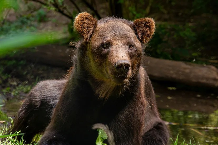 malysh ouwehands dierenpark