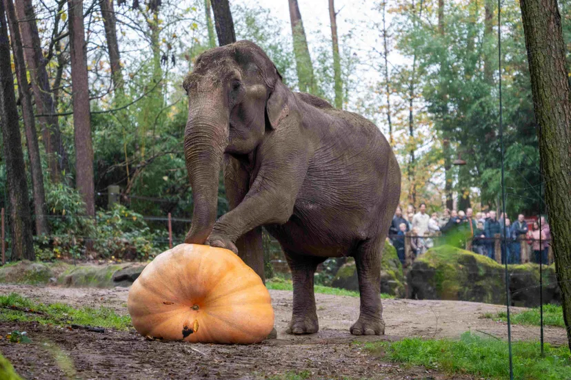 olifanten reuzenpompoen mira meijer 4