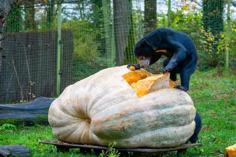 reuzenpompoen maleise beren 3