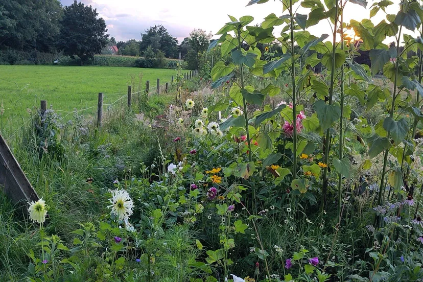 commons in wageningen 01 rotated