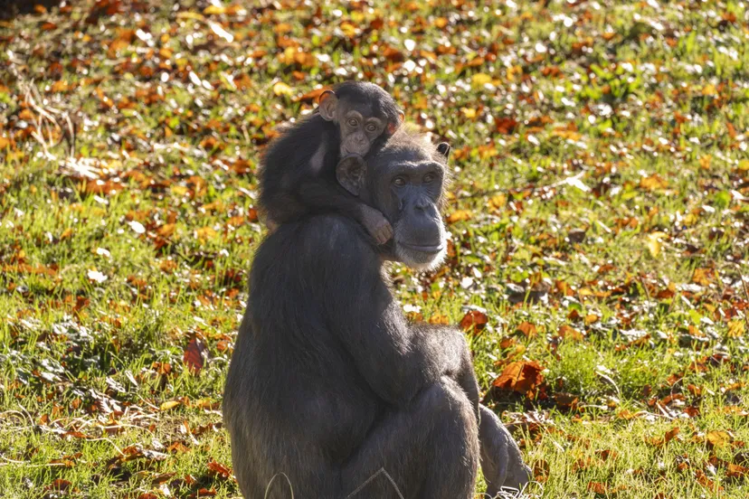 chimpansee met jong 2 foto mira meijer1