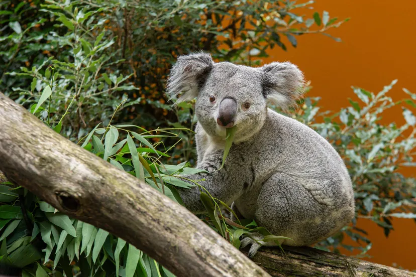 koala ouwehands dierenpark buiten 1 l owh 05