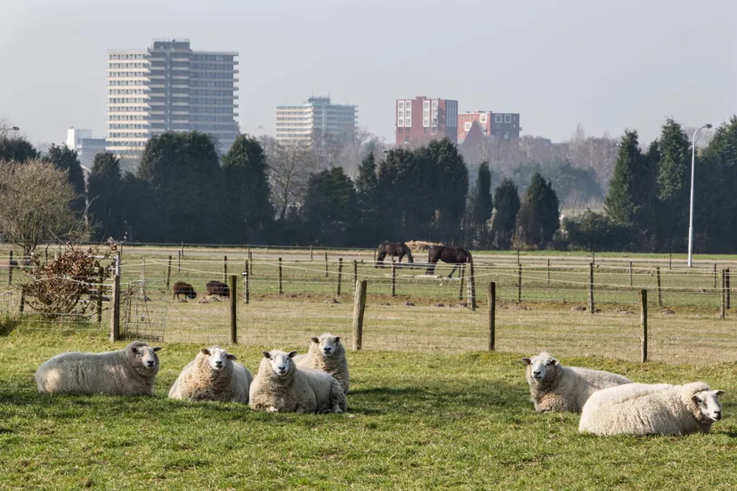 de eng weiland schapen gemeente wageningen