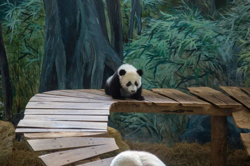 lang yue in het binnenverblijf 1