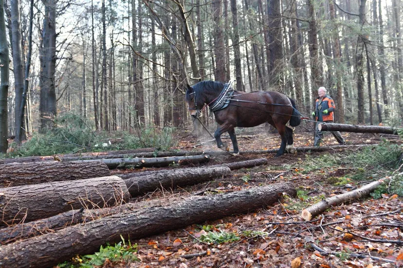 paarden gemeente wageningen