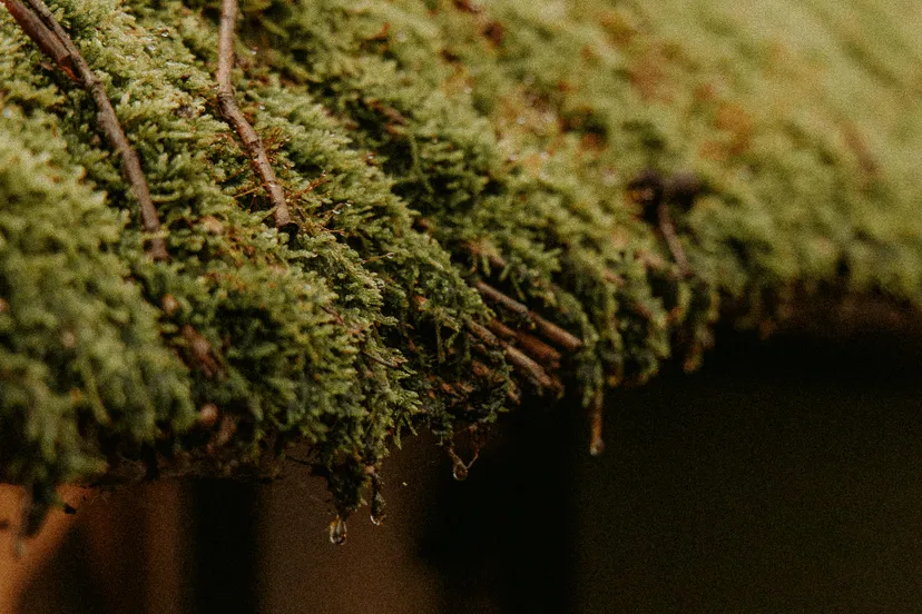 pexels witheline 30506014