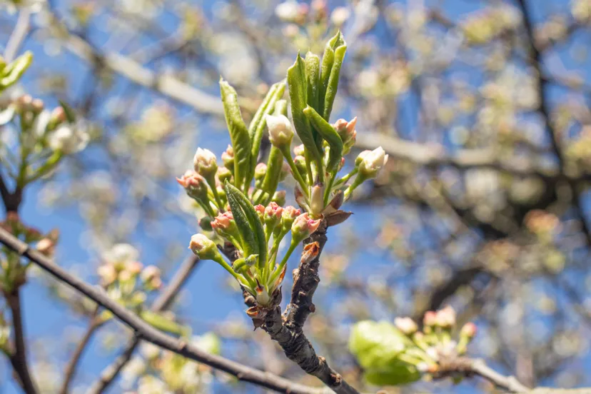 bloesemalertapprivierenland