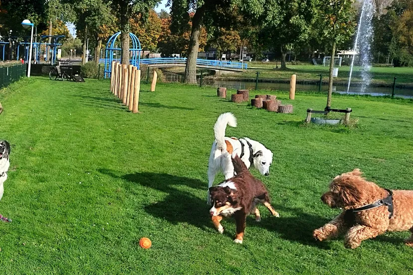 hondenspeelveld gem wageningen
