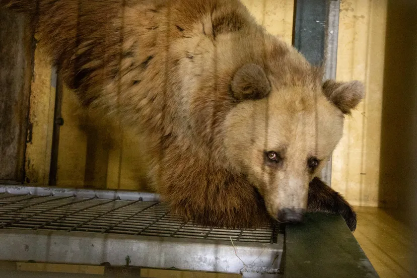 aankomst roza en taras roza 2