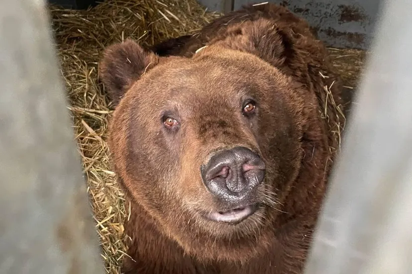 beer ouwehand bears in mind