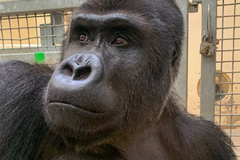 gorilla mannetje uit warschau burgers zojpg