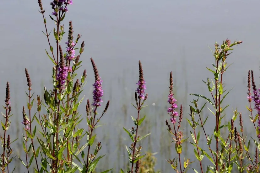 Hans Bartens.Milieu en Natuur Gelderland