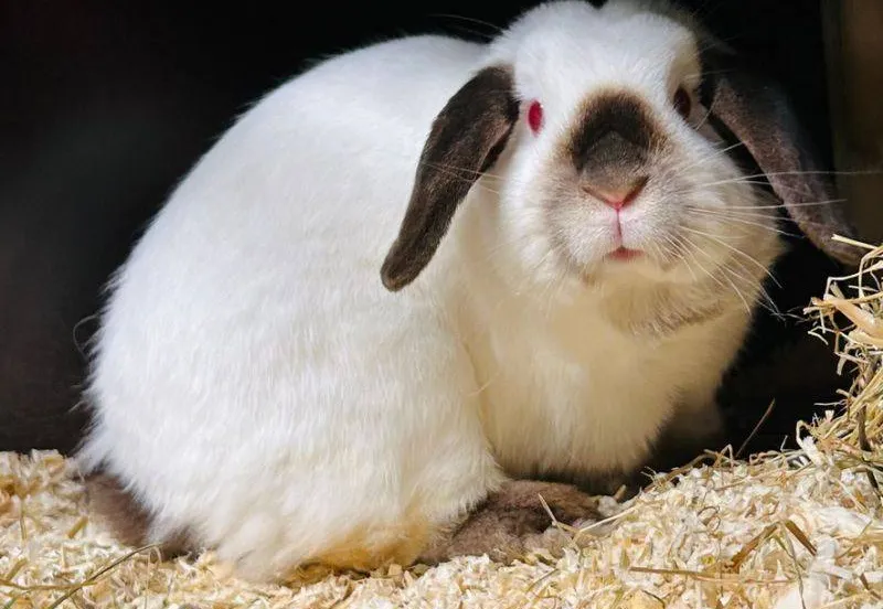 Jills.1. Dierentehuis Arnhem