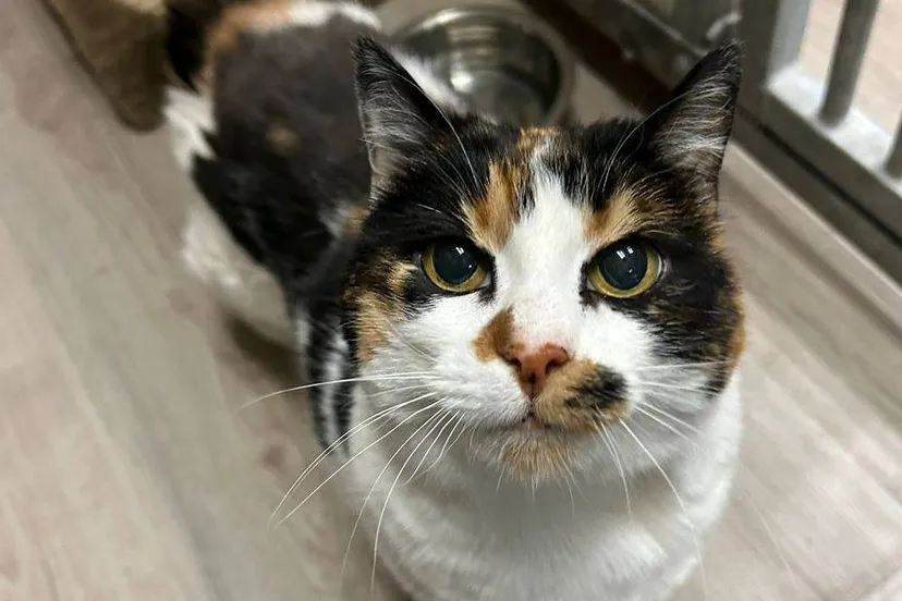 Minoes. Dierentehuis Arnhem