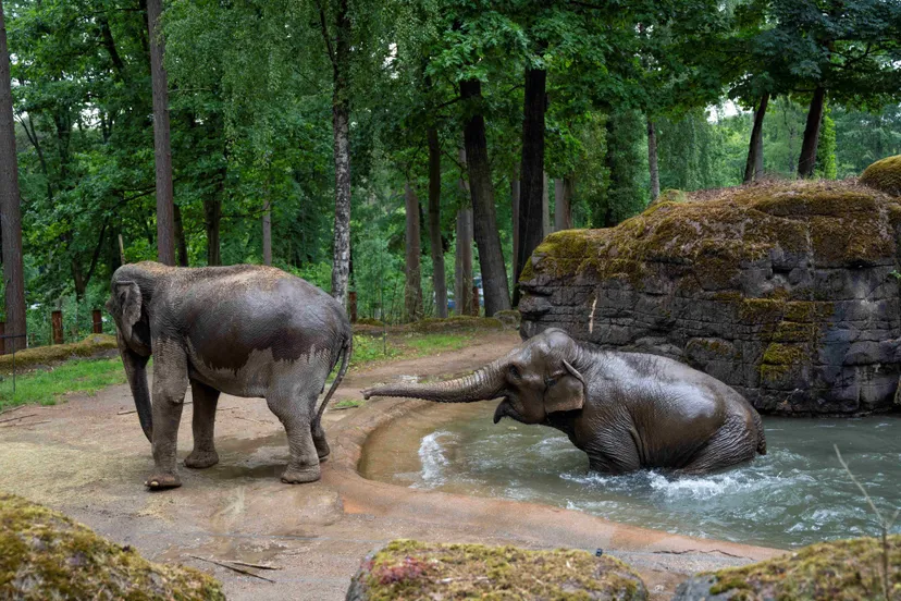 verkoelingolifant-in-het-water-1