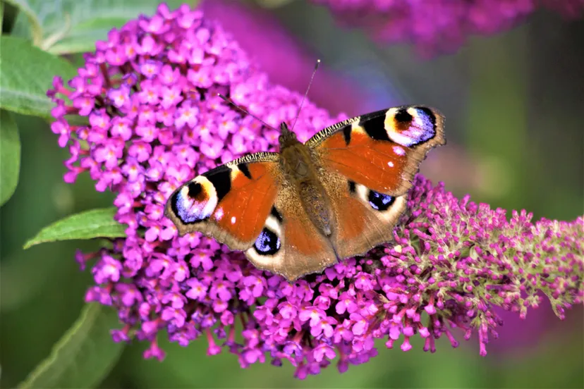 vlinder-marieke-vdlinde