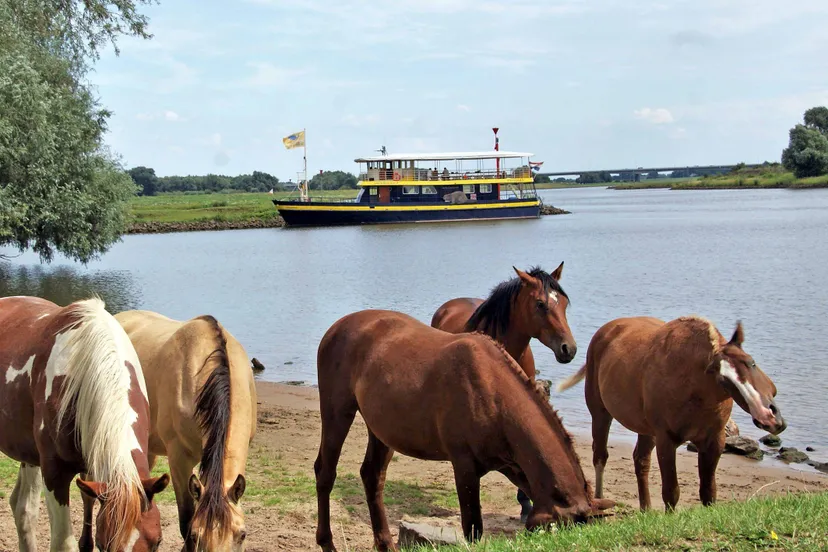 Blauwe Bever Jufferswaard