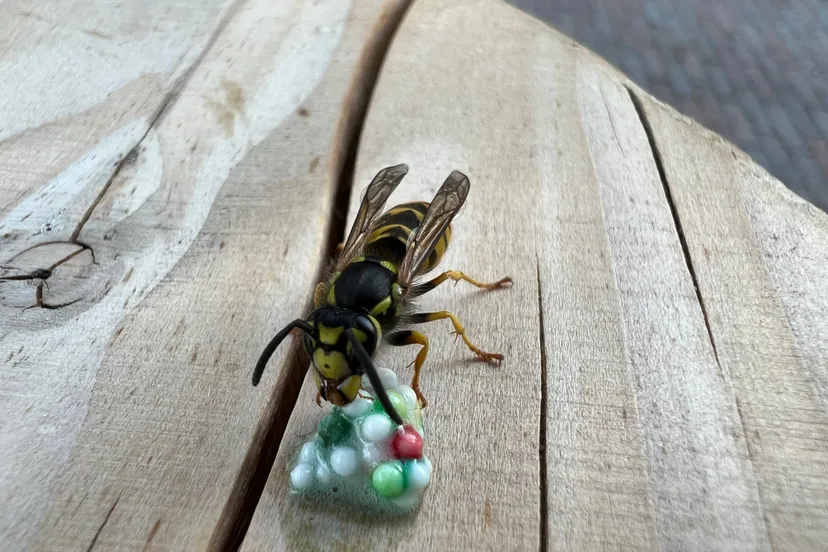 Duitse wesp ©️Nathan Veenstra