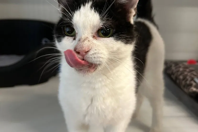 Queenee-202520766-nieuw-4