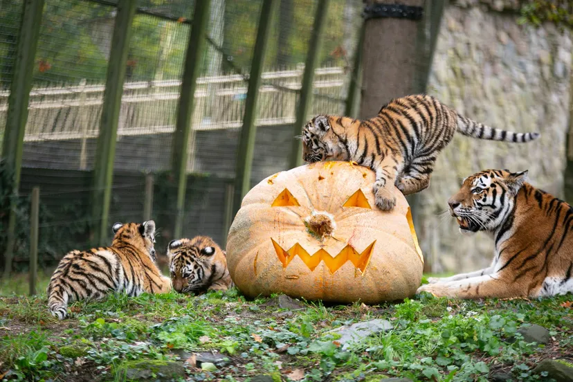 Tijgerjongen met pompoen_Ouwehands Dierenpark-3