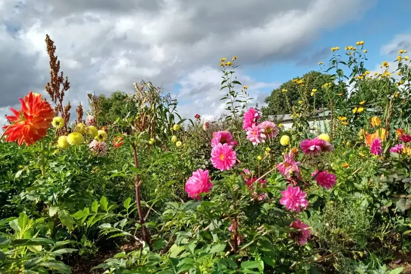 Heemtuin Creative garden