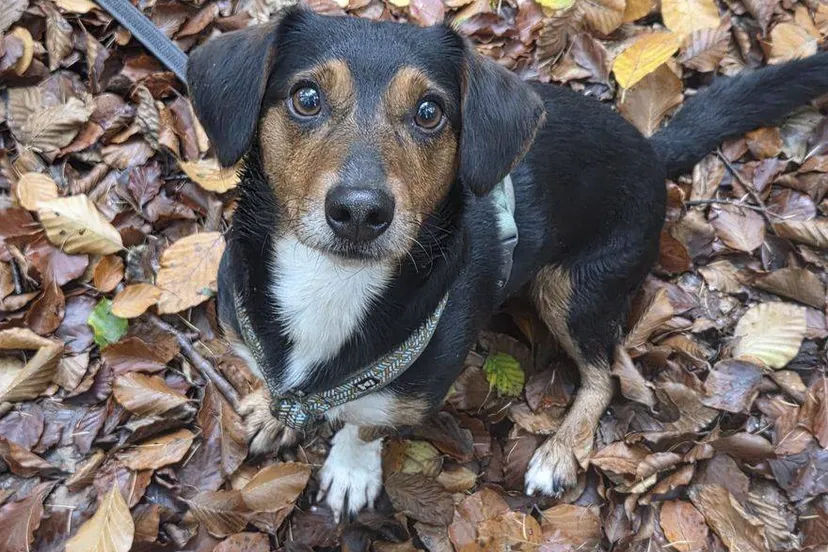 Pim.1. Dierentehuis Arnhem