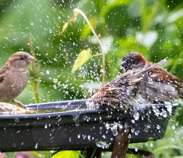Elke vogel telt! Tel mee op 30 31 januari en 1 februari Gemeente Lingewaard