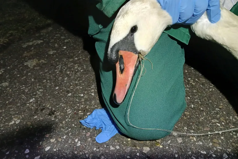 Partij voor de Dieren