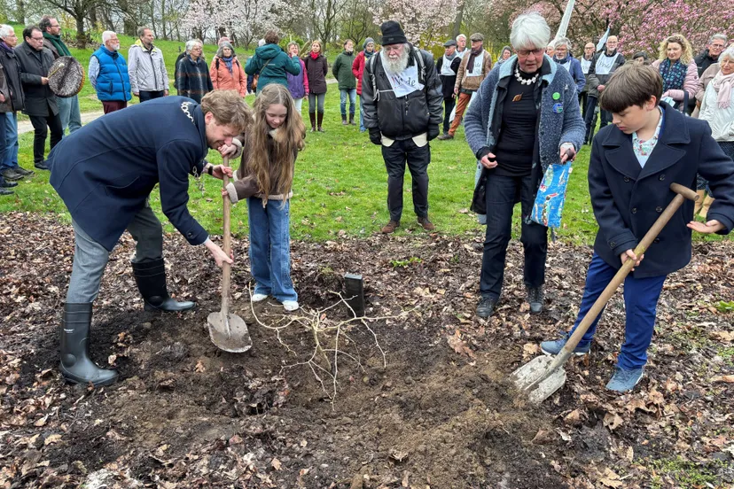 Planten vredesboom Arboretum gem. wageningen
