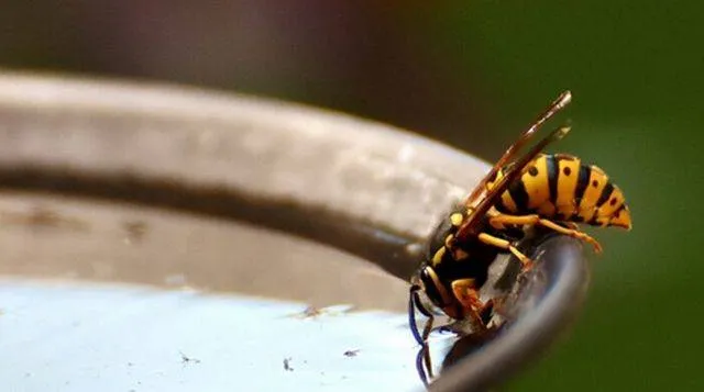 Wespenstichting - Informatie en advies over wespen