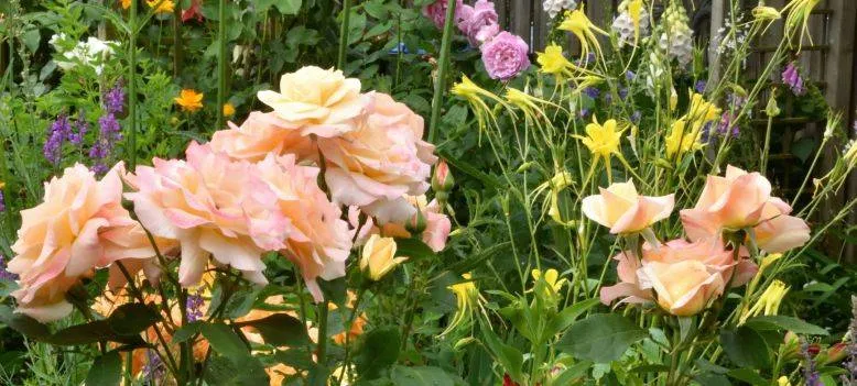 Thea_Peters_1_-Groei en Bloei Tuinenweekend