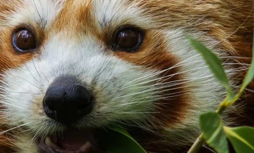 dieren-rode-panda-1